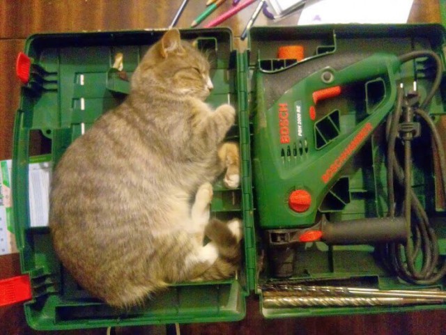 Коты и Кошки
