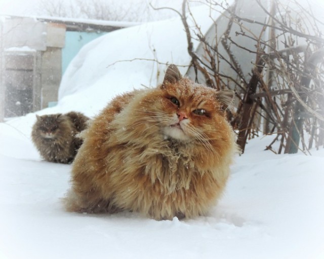 Британские СМИ в восторге от сибирских котиков