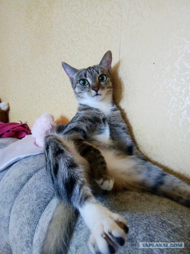 Злые русские кошки