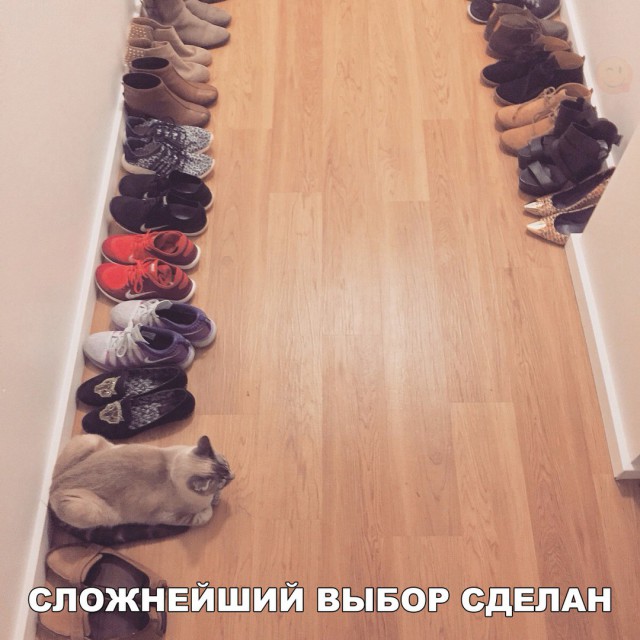 Прикольных котов пост