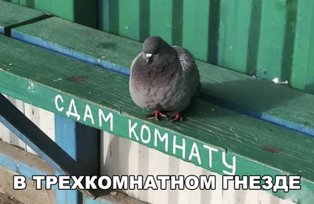 Эй, стахановец, заканчивай работу, погнали отдыхать!