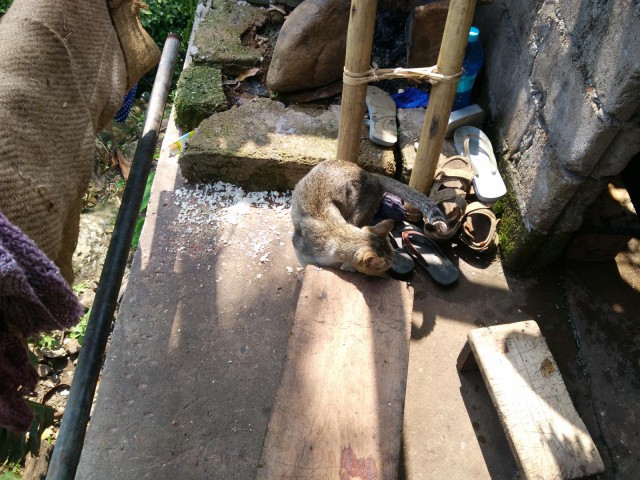 К живым мостам и обратно. Заметки из Индии