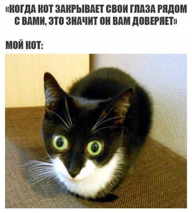 Фотобомбы котов