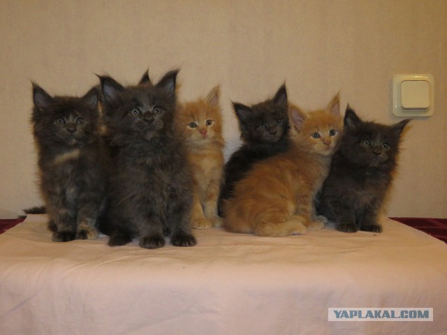 Котовторник 24.04.2018