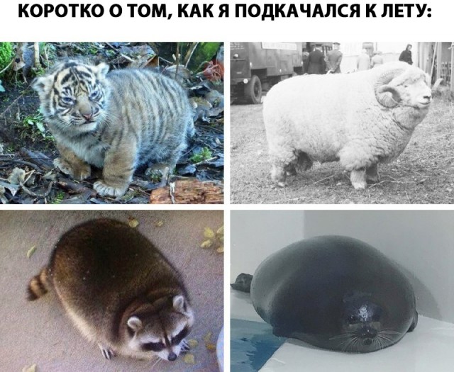 Нестандартный юмор