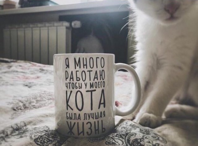 Прикольных котов пост