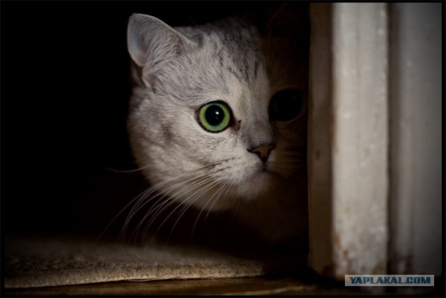 Распорядок кота на неделю
