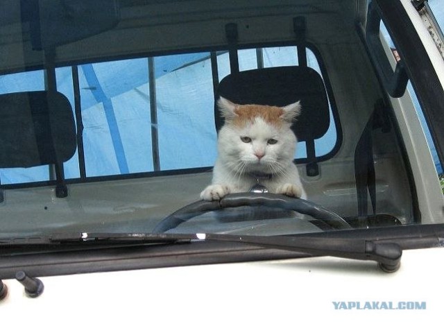 Котовторник: Кошки и ягнёнок