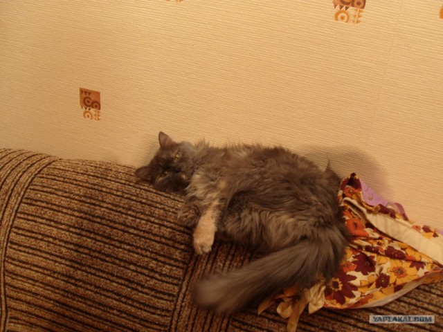 Первый котовторник октября
