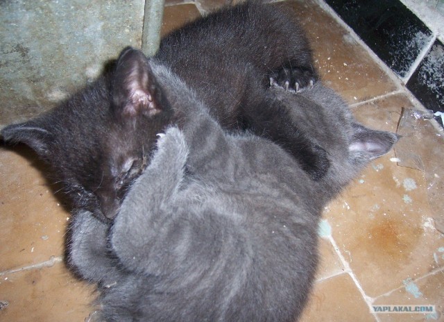 Котовторник 1.11.11
