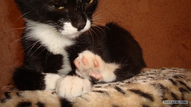 Котовторник! 08.11.11