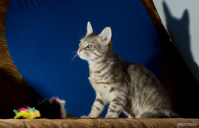 Котовторник (14.02.2012)