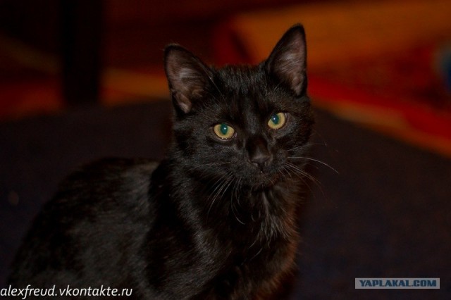 Котовторник! 13.03.2012