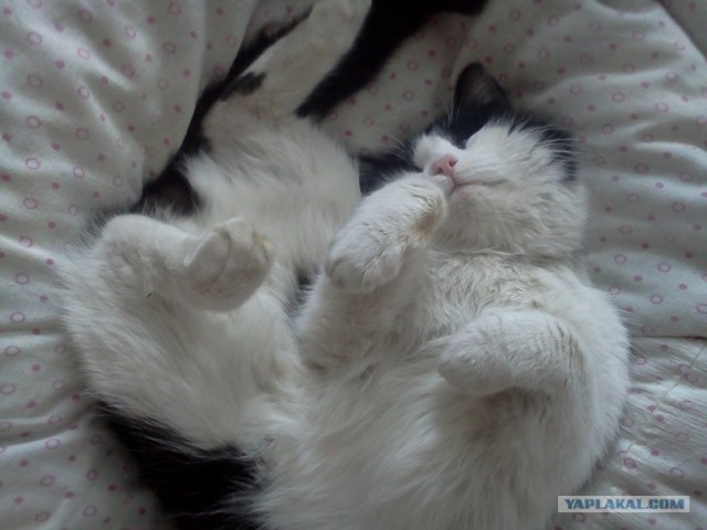 Котовторник 10.04.2012