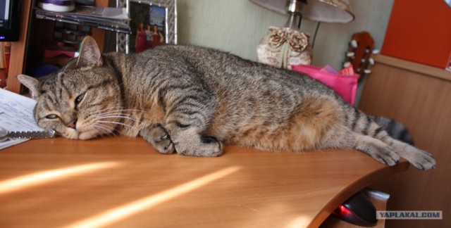 Котовторник 22.05.2012