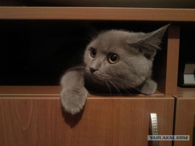 Котовторник   5.06.2012