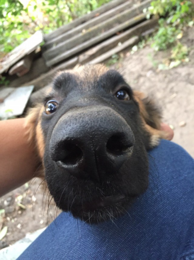 Живность из сети