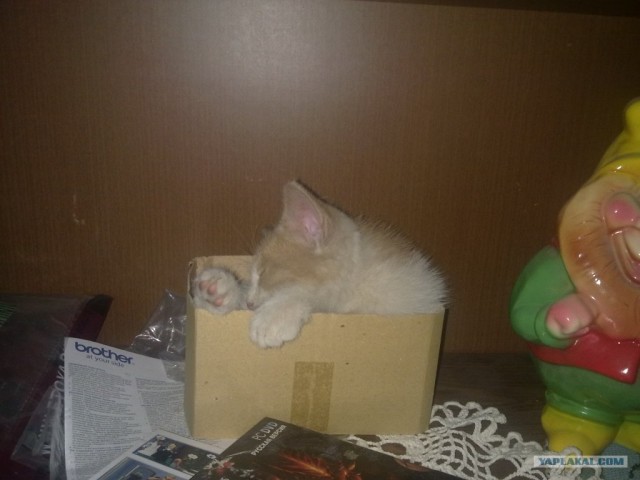 Котовторник 24.07.2012