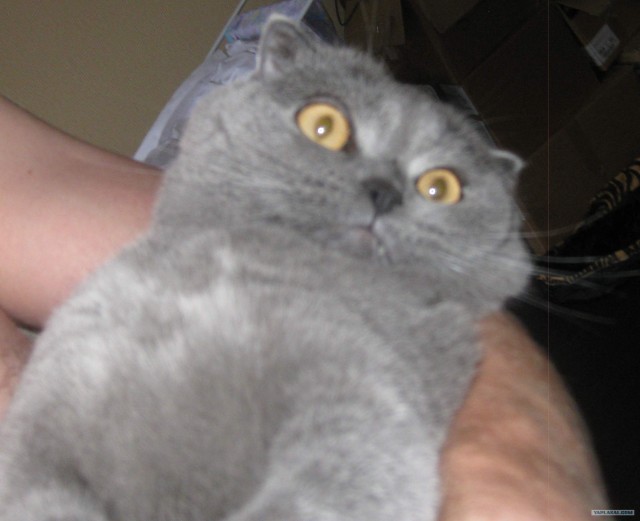 Котовторник 07.08.2012