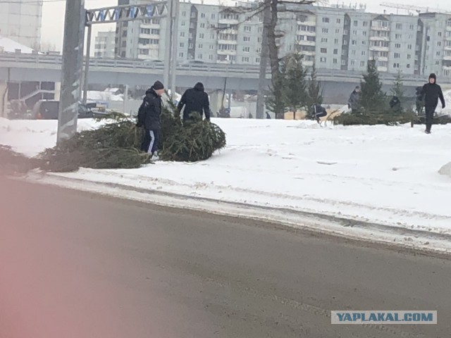 В Красноярске к УниверсиАДе высаживают деревья