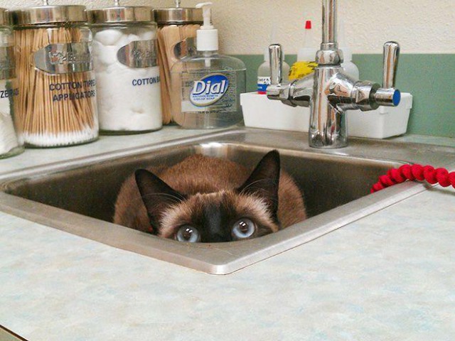 Куда кошки прячутся от ветеринаров?