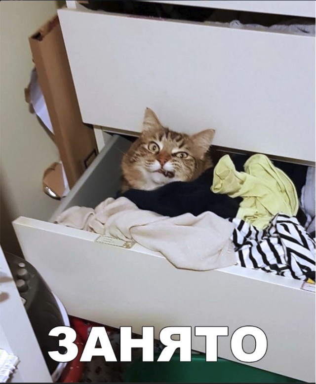 Забавные фото котеек
