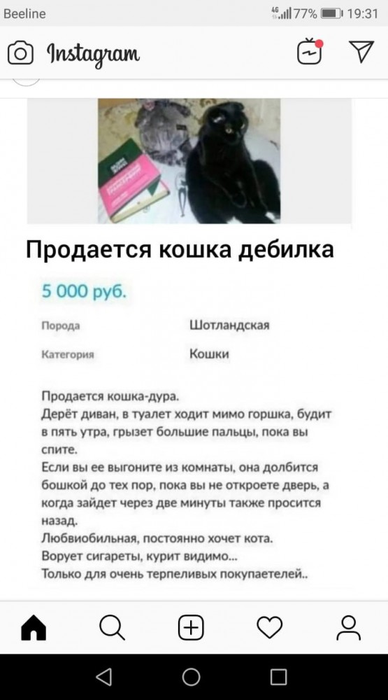 Картинки с котами и про котов