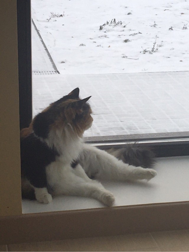 ̶К̶о̶р̶о̶н̶  Котовторник!