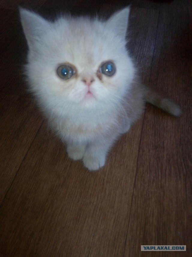 Давайте по котикам, которые с нами на самоизоляции