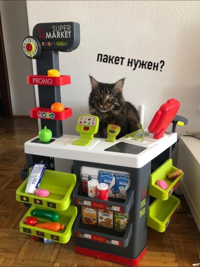Котики