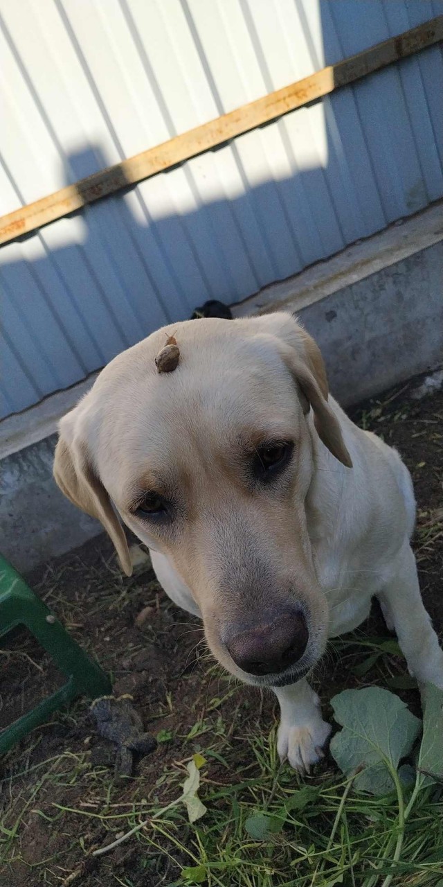 Эти забавные животные