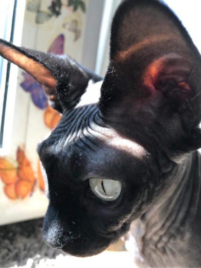 Котовторник 20.10.20