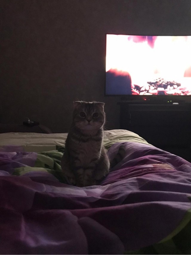 Котовторник. Добавляйте своих