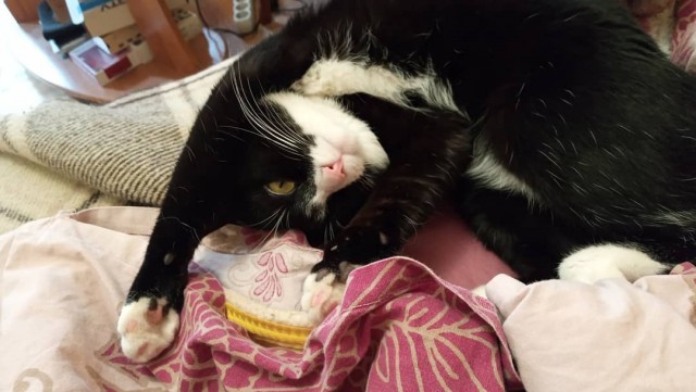 Котовторник!