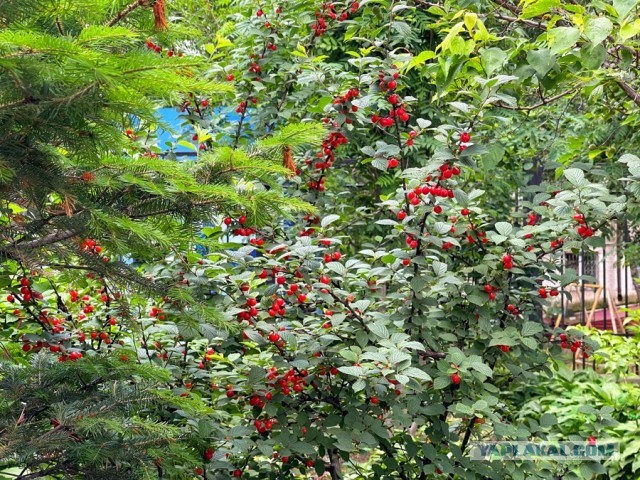 Кулинарная общалка