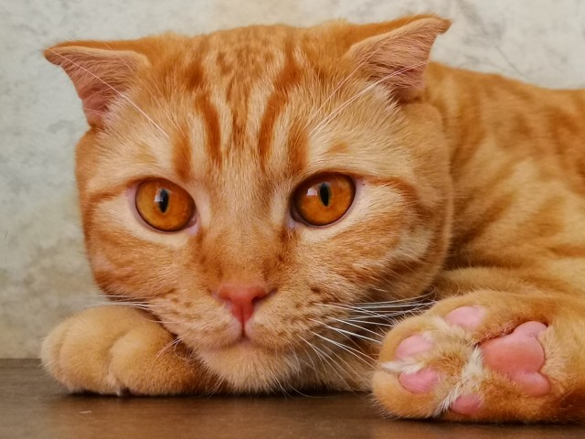 Мой самый первый КОТовторник!