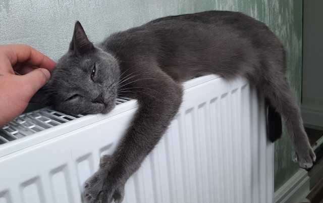 Котовторнику быть