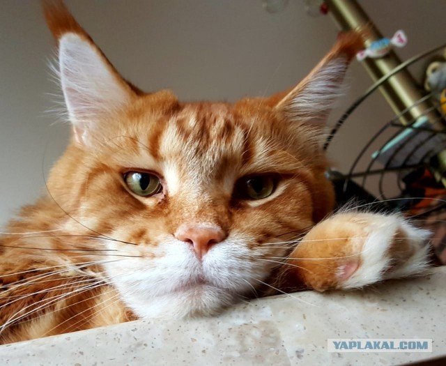 Вы, что спите? Вставайте, котовторник же!