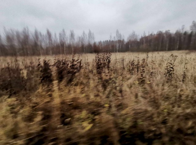 «Немцев тогда не захоронили, просто закопали, как собак»