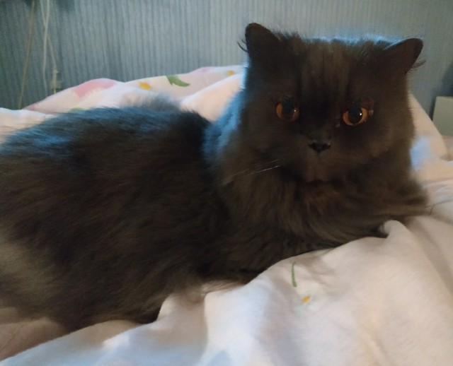 Котовторник - по расписанию!