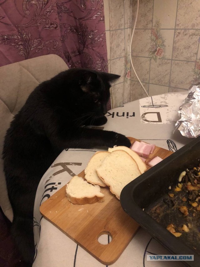 К котовторнику - мой подобрыш