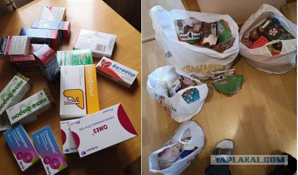 Кошки в Киеве