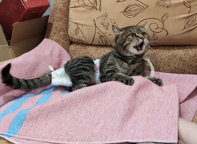 Котовторник