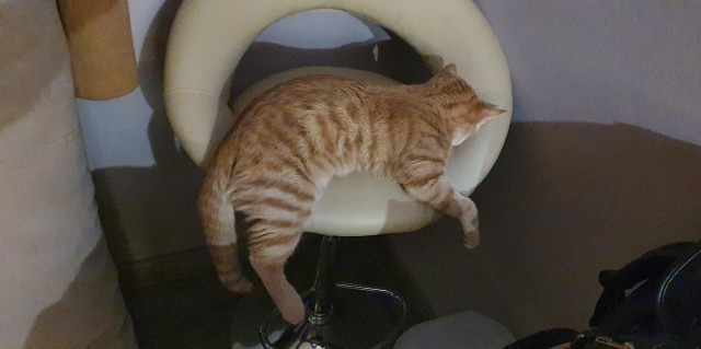 Рыжий кот