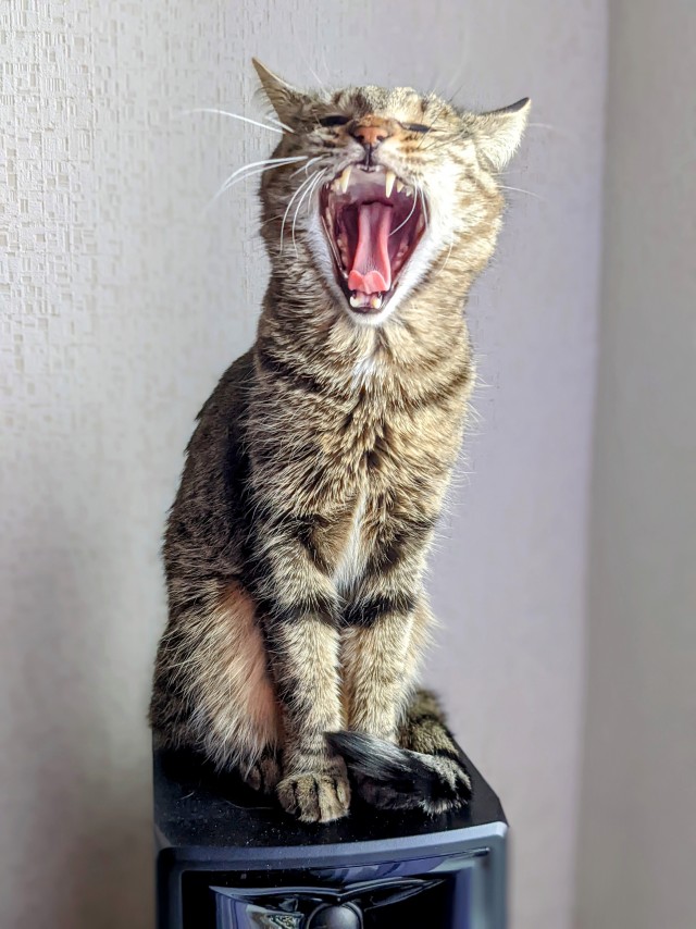 Котовторник ведь начался!