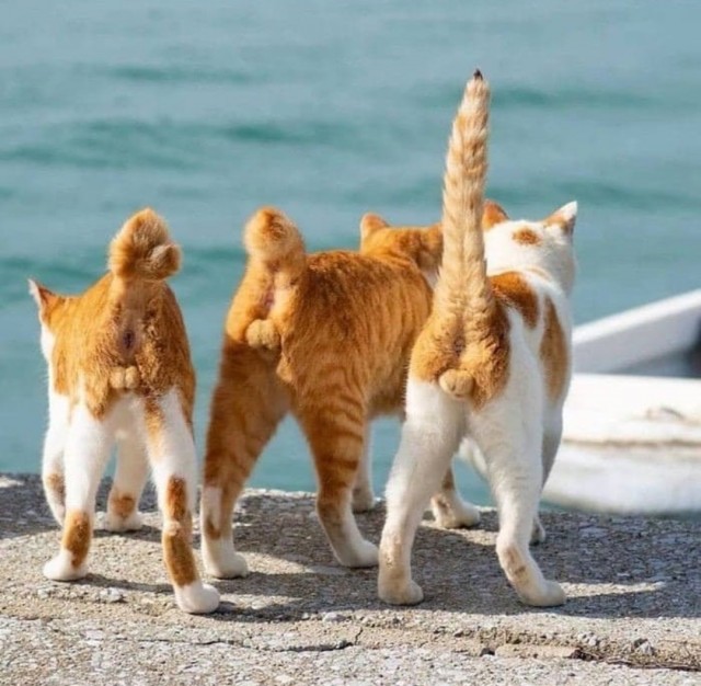 Котовторник! Пара фоток суровых котов.