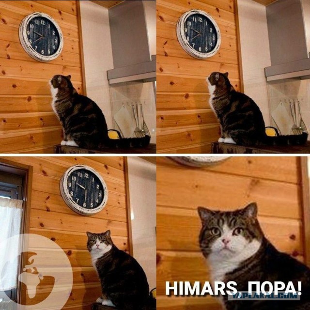 Кот мем пора