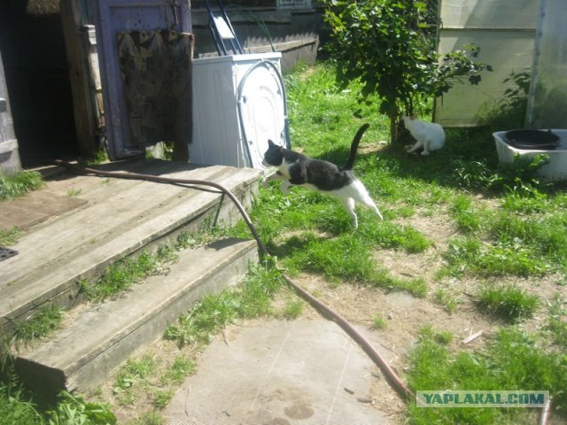 Жизнь домашнего приюта для котеек 405