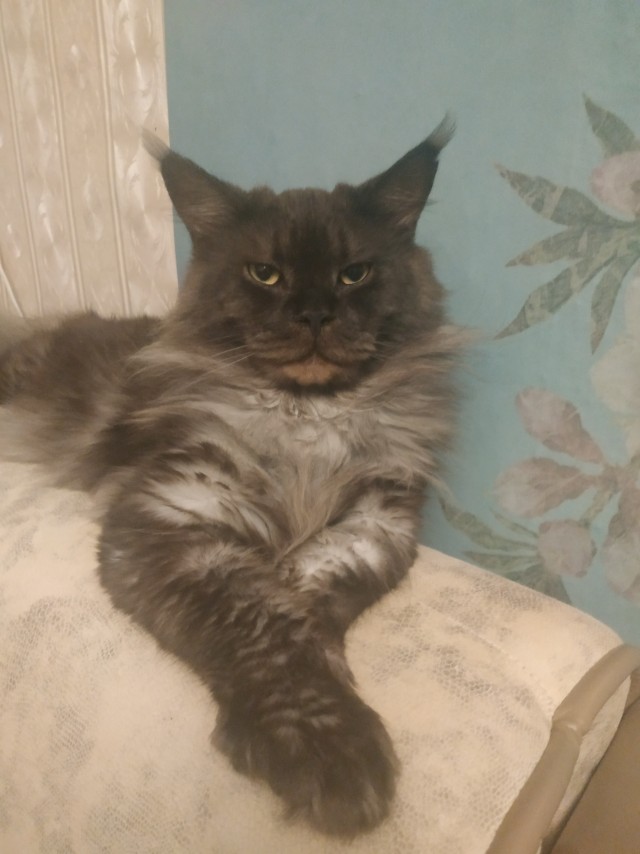 Нам годик в котовторник