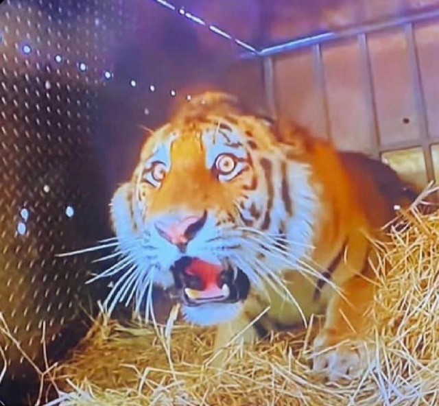 Зоозащитники засняли лицо тигра, которого выпускают на волю в джунгли